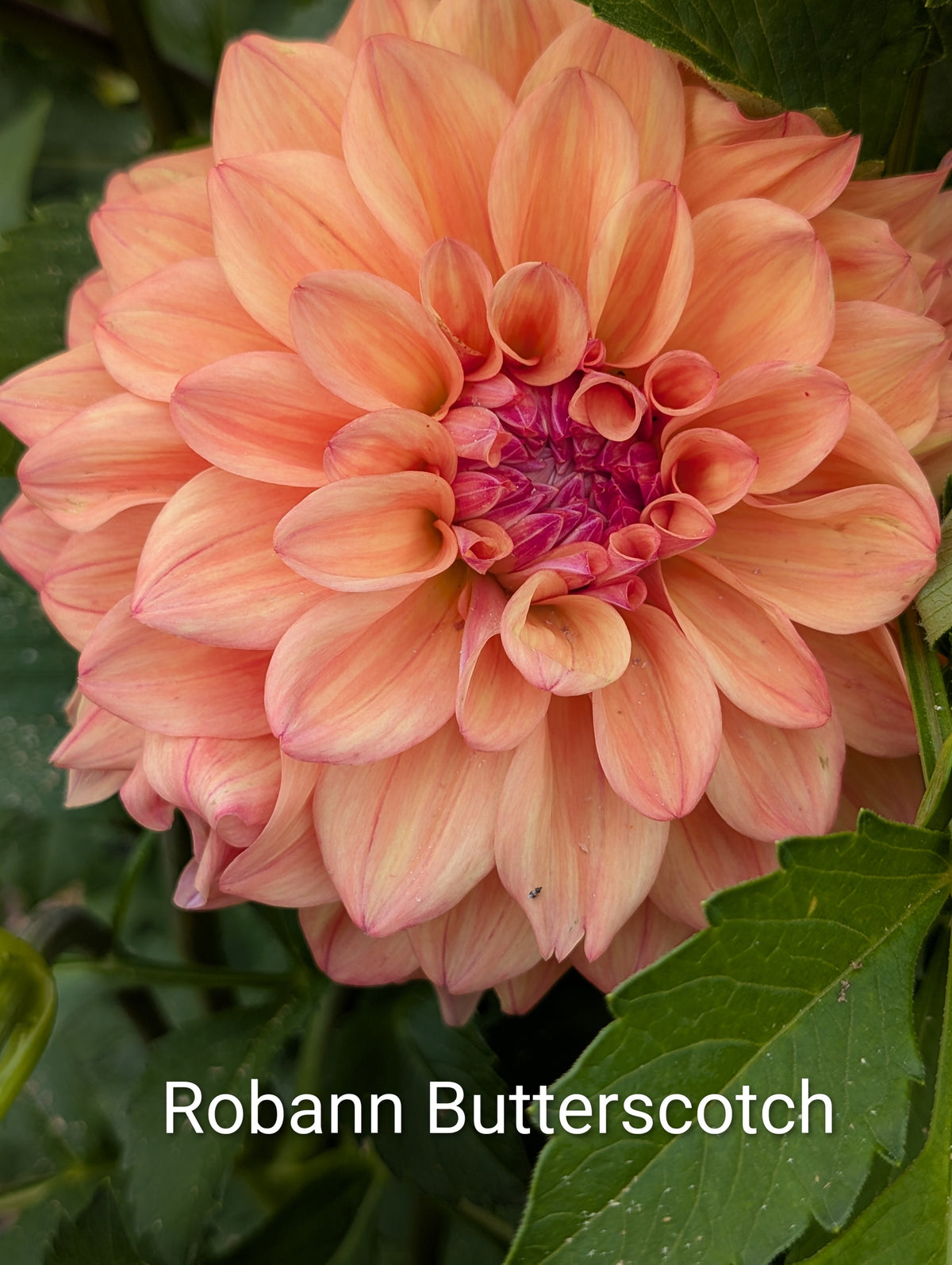 Robann Butterscotch dahlia tuber