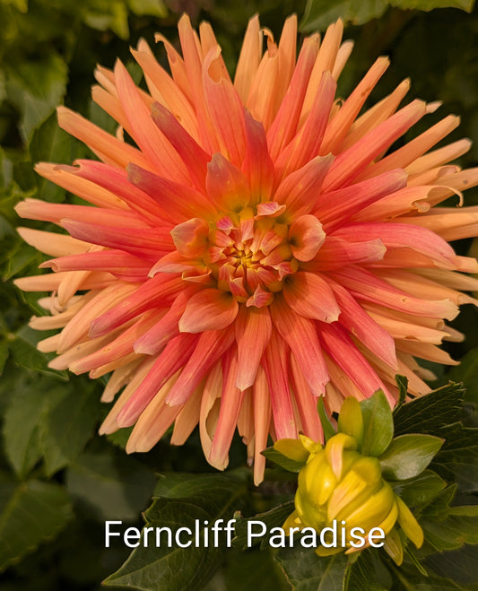 Ferncliff Paradies dahlia tuber