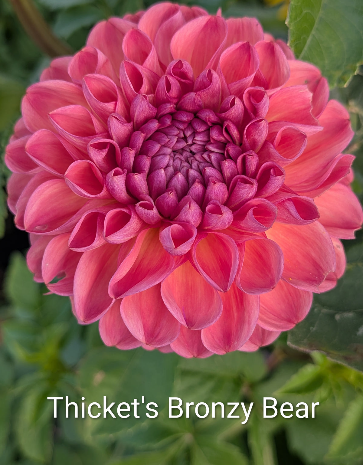 Thicket's Bronzy Bear dahlia tuber