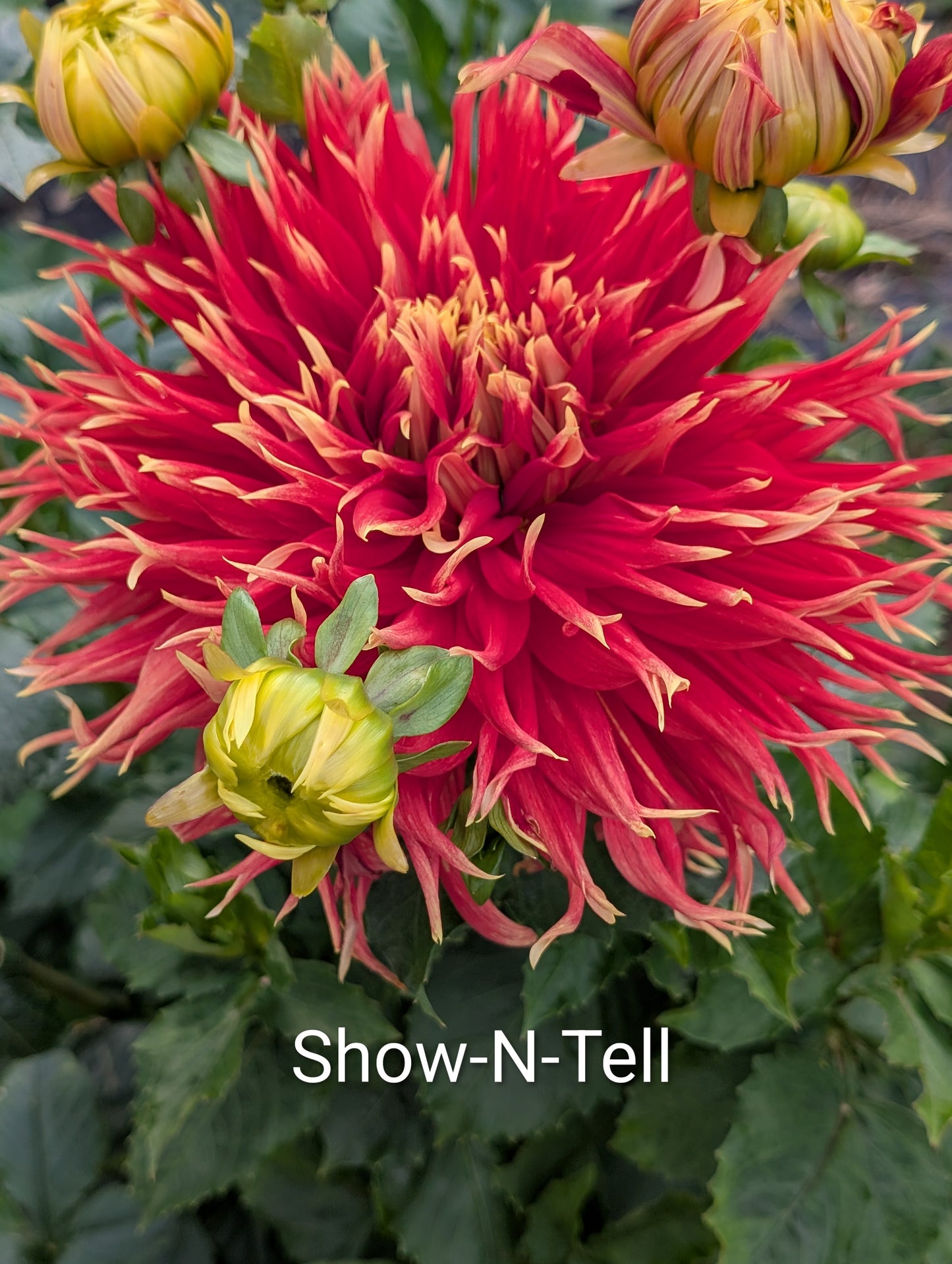 Show 'N' Tell dahlia tuber