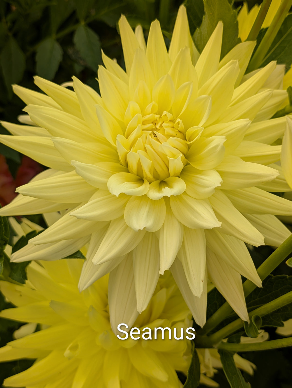 Seamus dahlia tuber