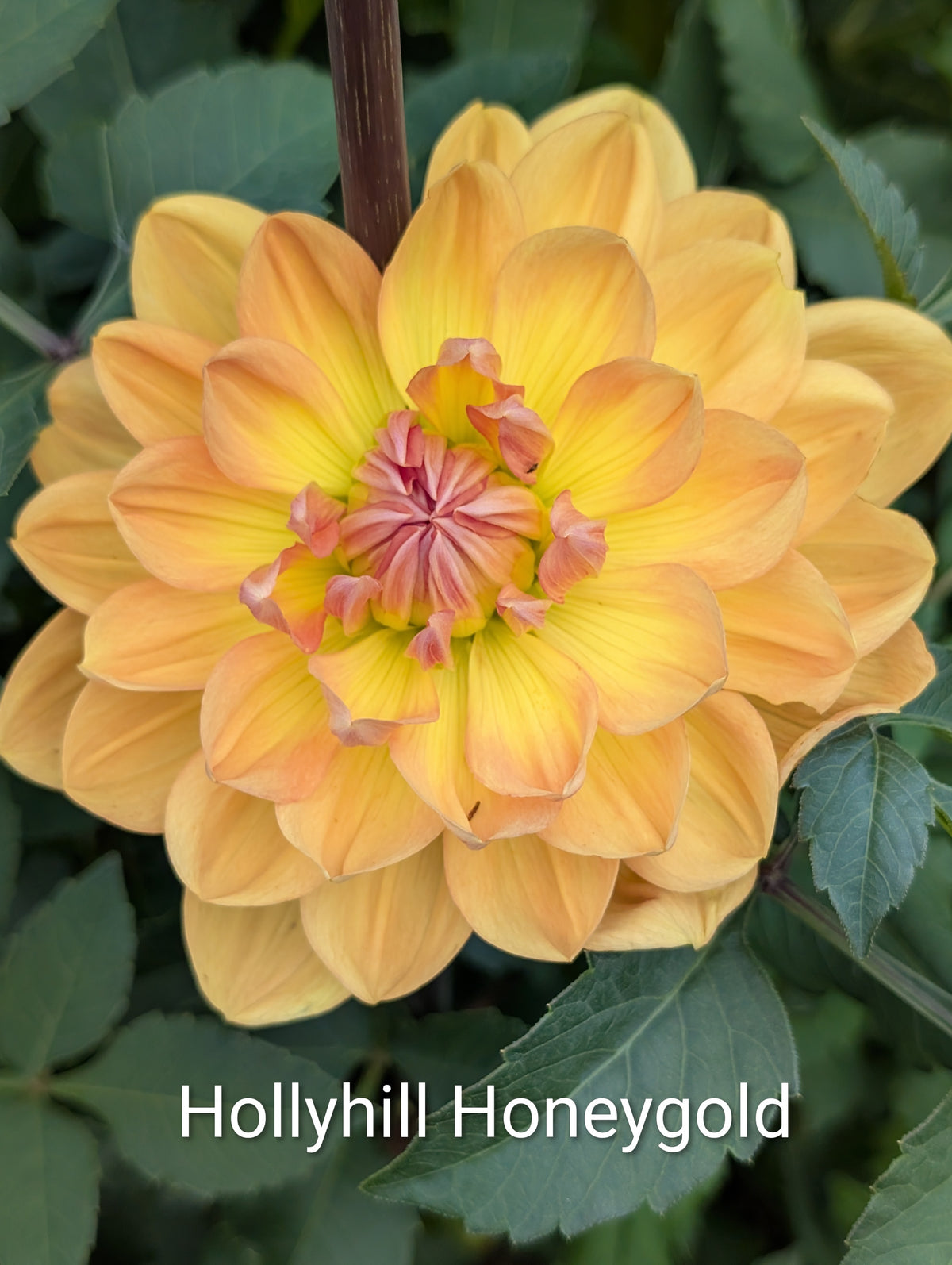 Hollyhill Honeygold dahlia tuber
