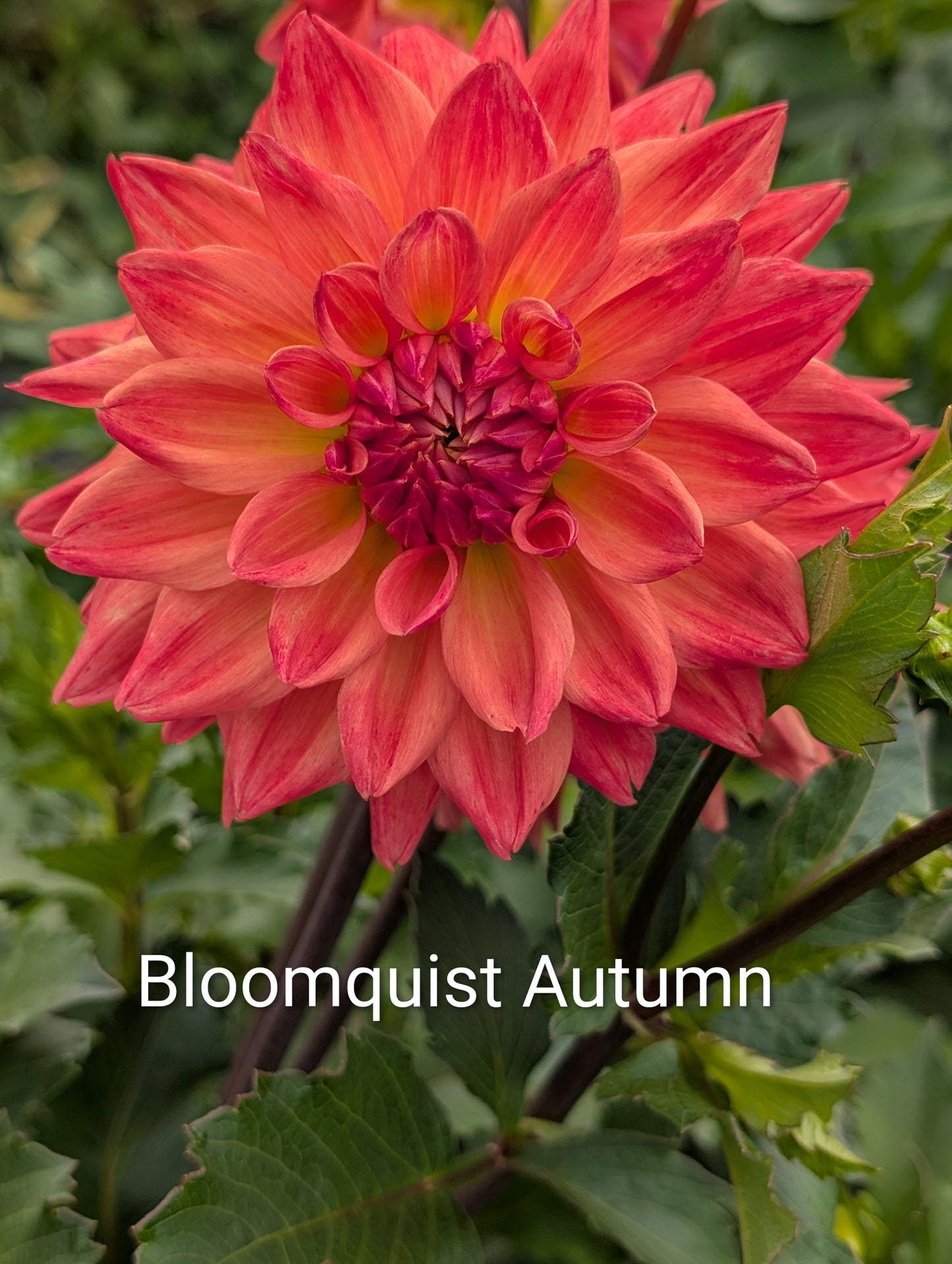 Bloomquist Autumn dahlia tuber