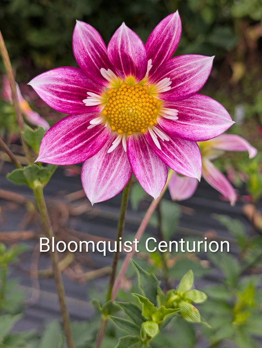 Bloomquist Centurion dahlia tuber