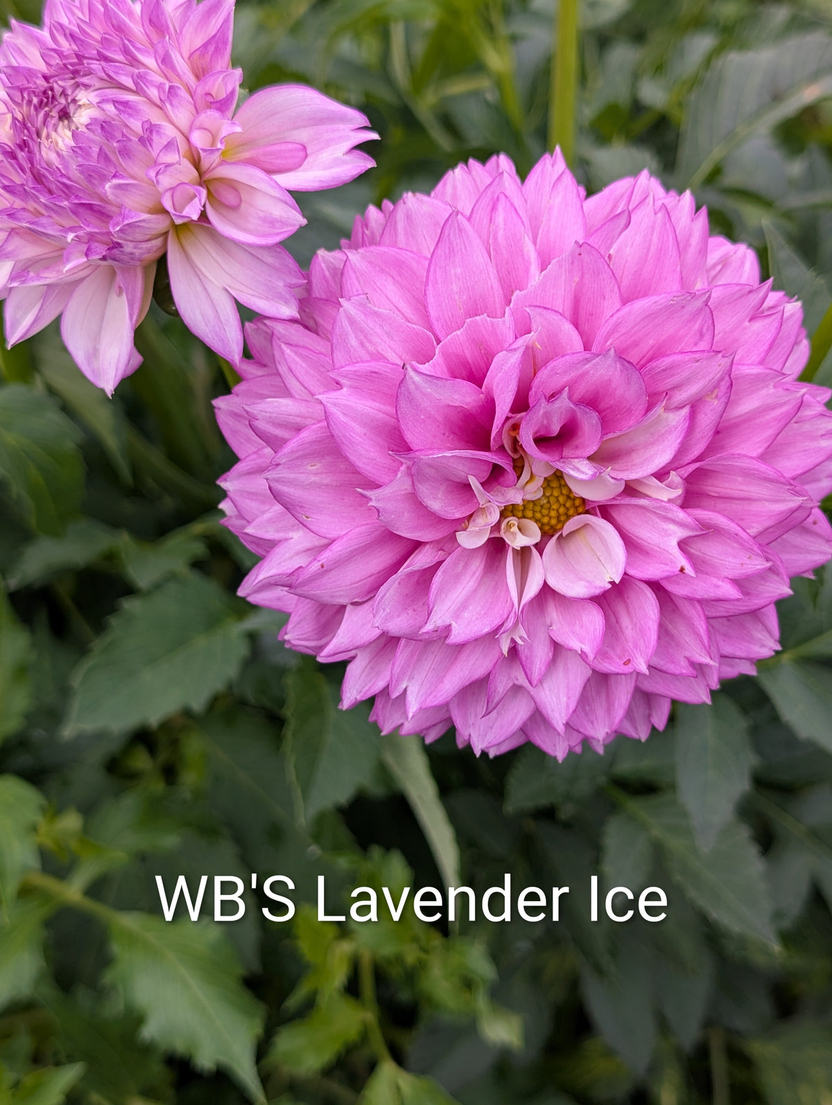 WB's Lavender Ice dahlia tuber