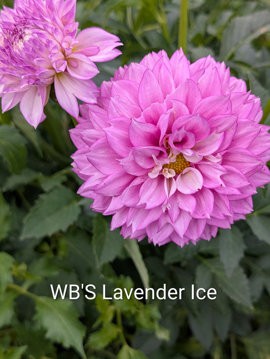 WB's Lavender Ice dahlia tuber