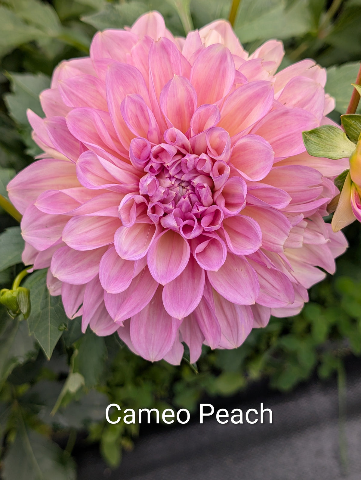 Cameo Peach dahlia tuber