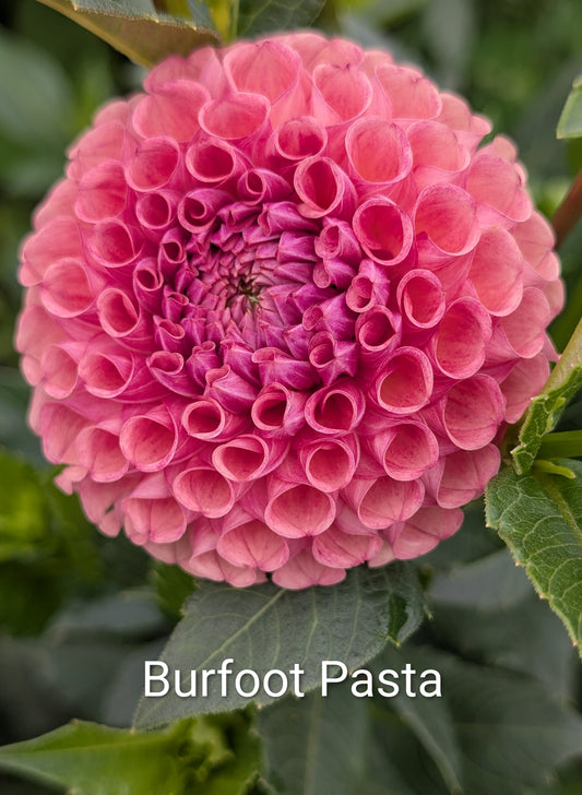 Burfoot Pasta dahlia tuber