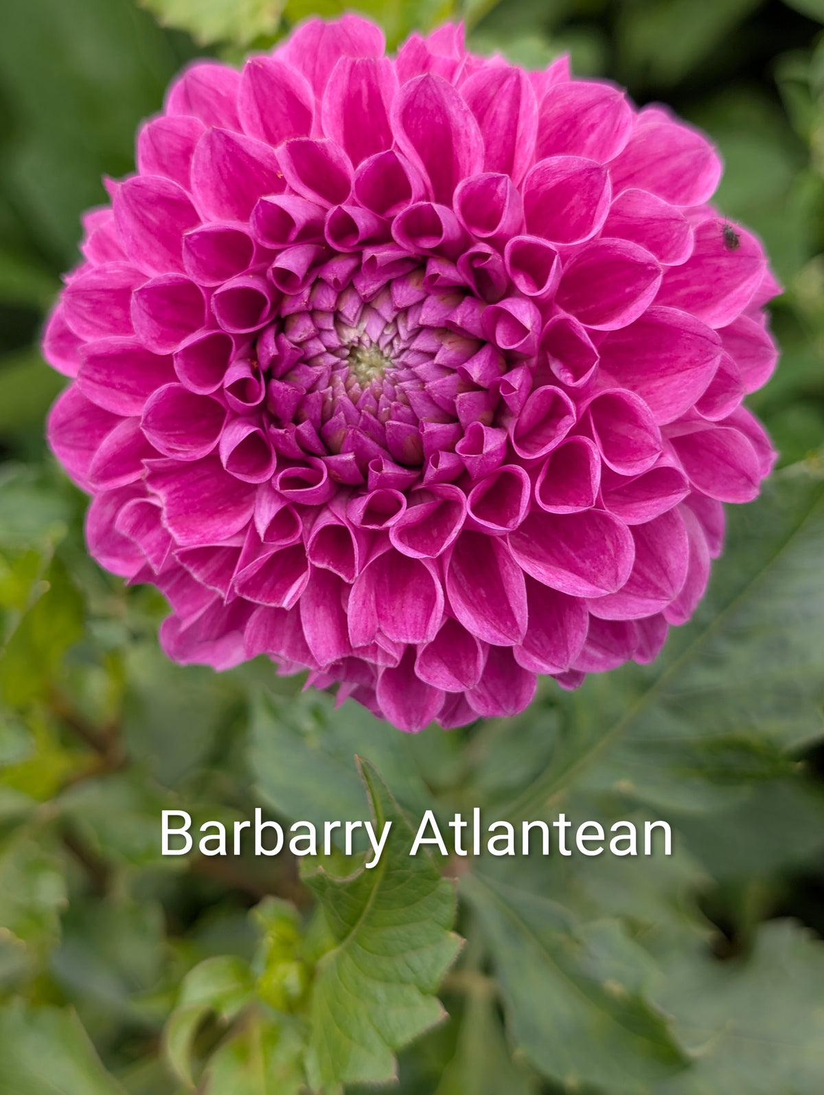 Barbarry Atlantean dahlia tuber