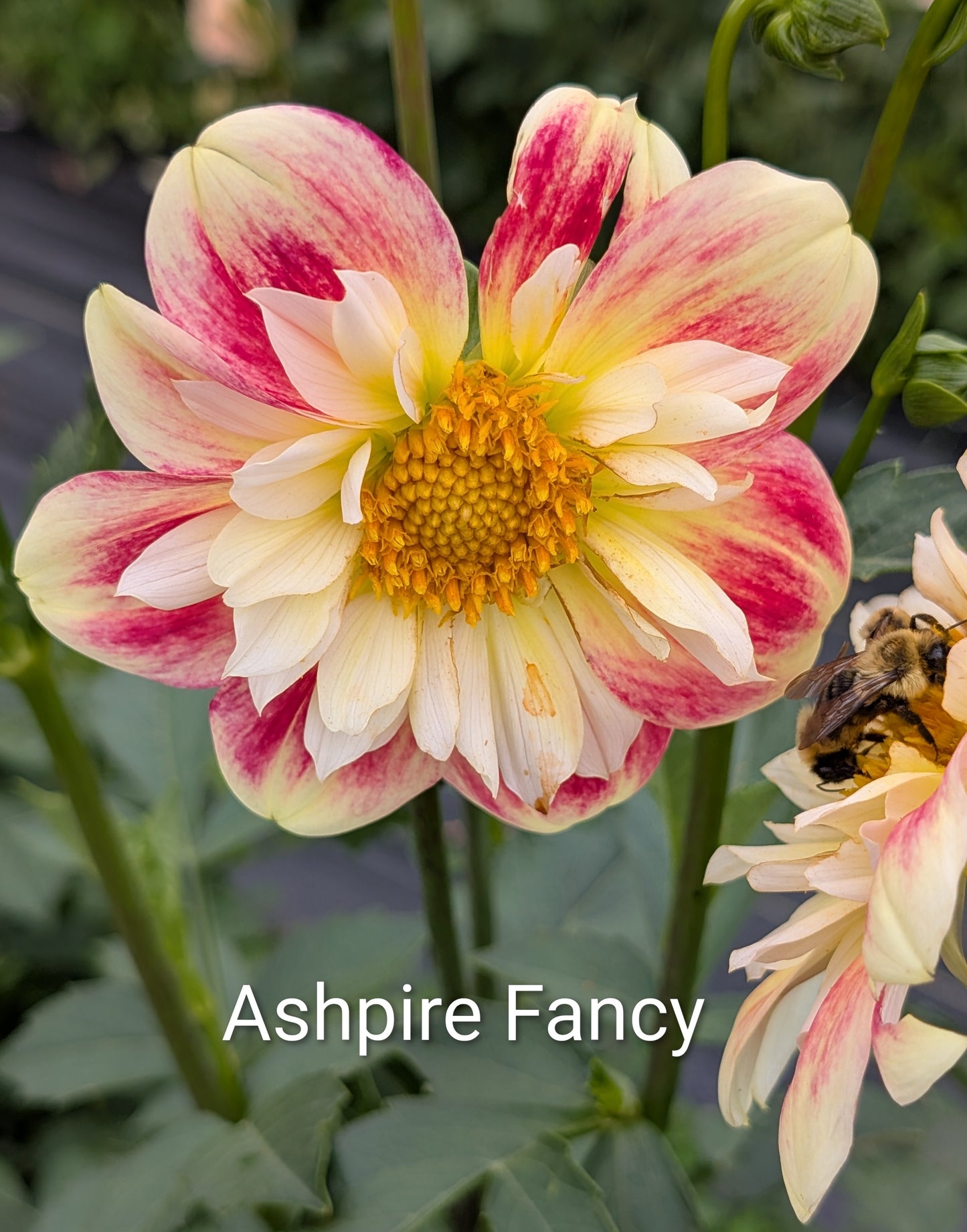 Ashpire Fancy dahlia tuber