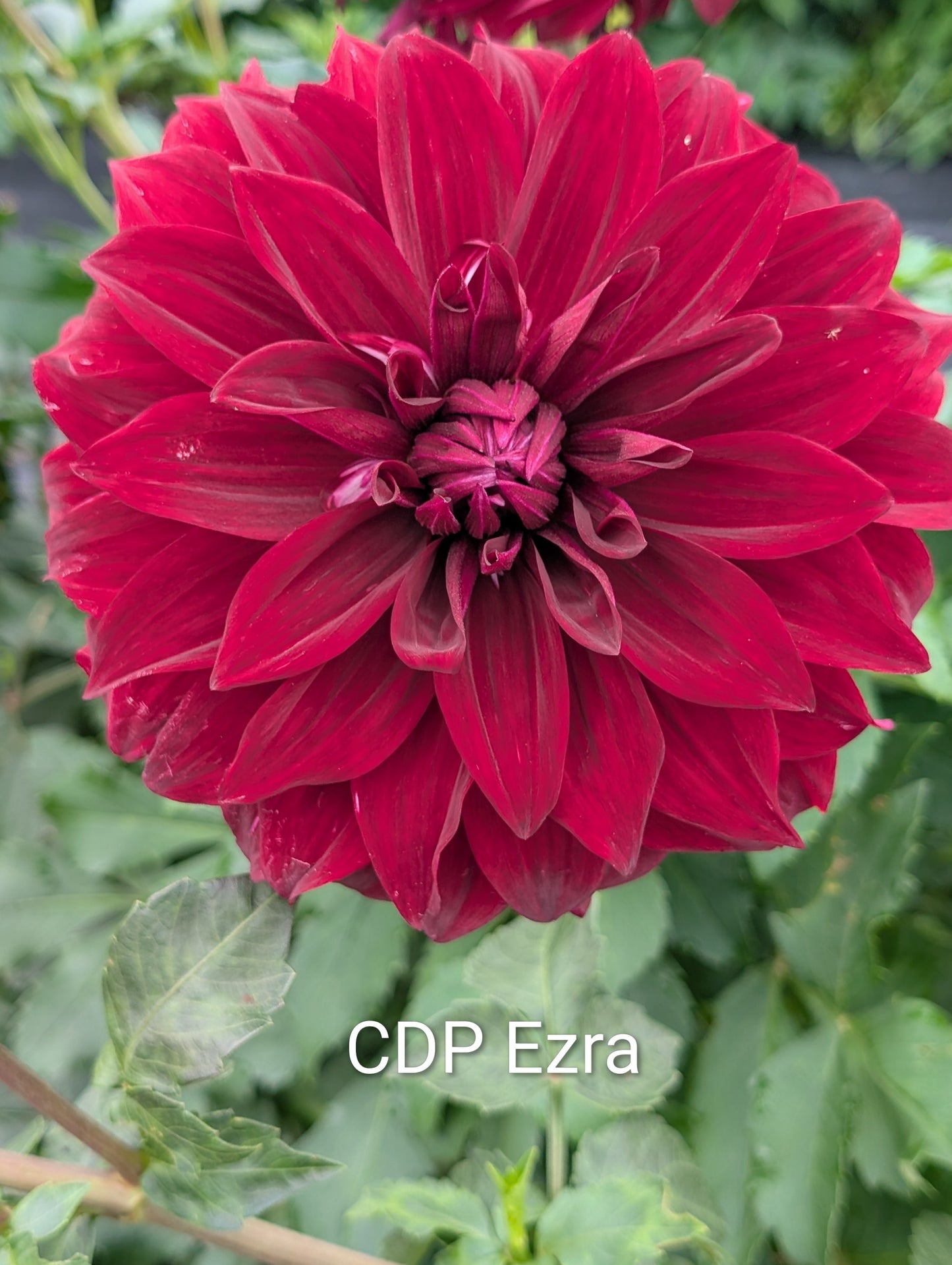 CDP Ezra
