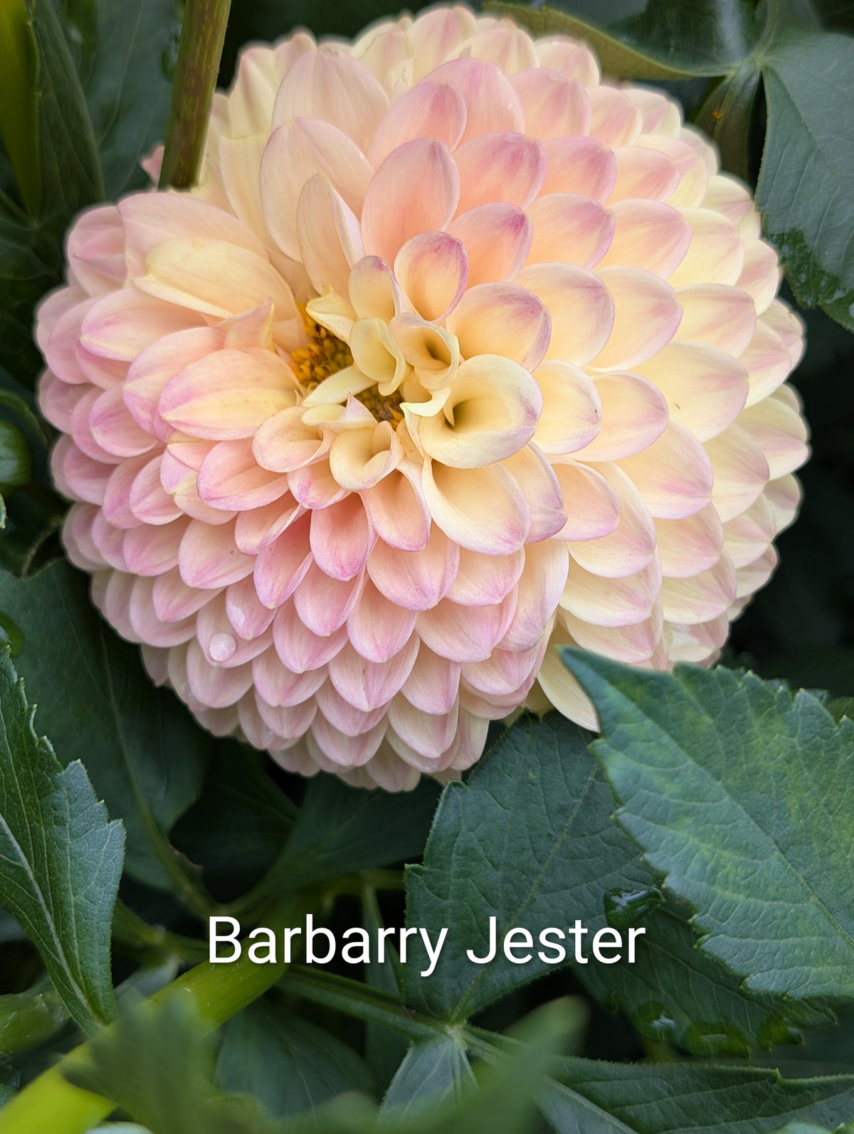 Barbarry Jester dahlia tuber