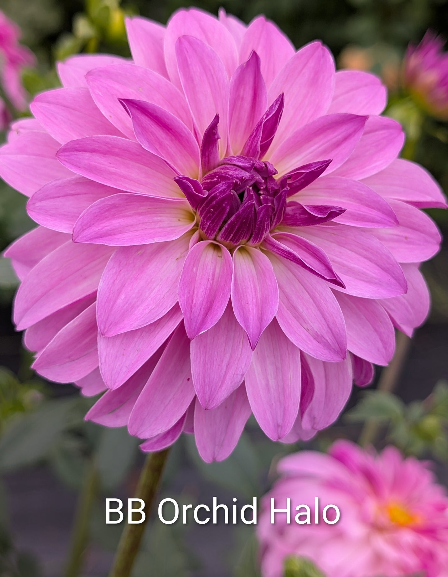 BB Orchid Halo dahlia tuber