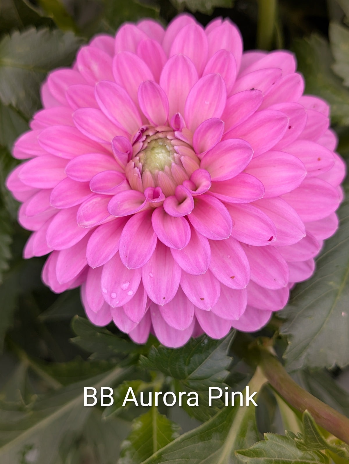 BB Aurora Pink dahlia tuber