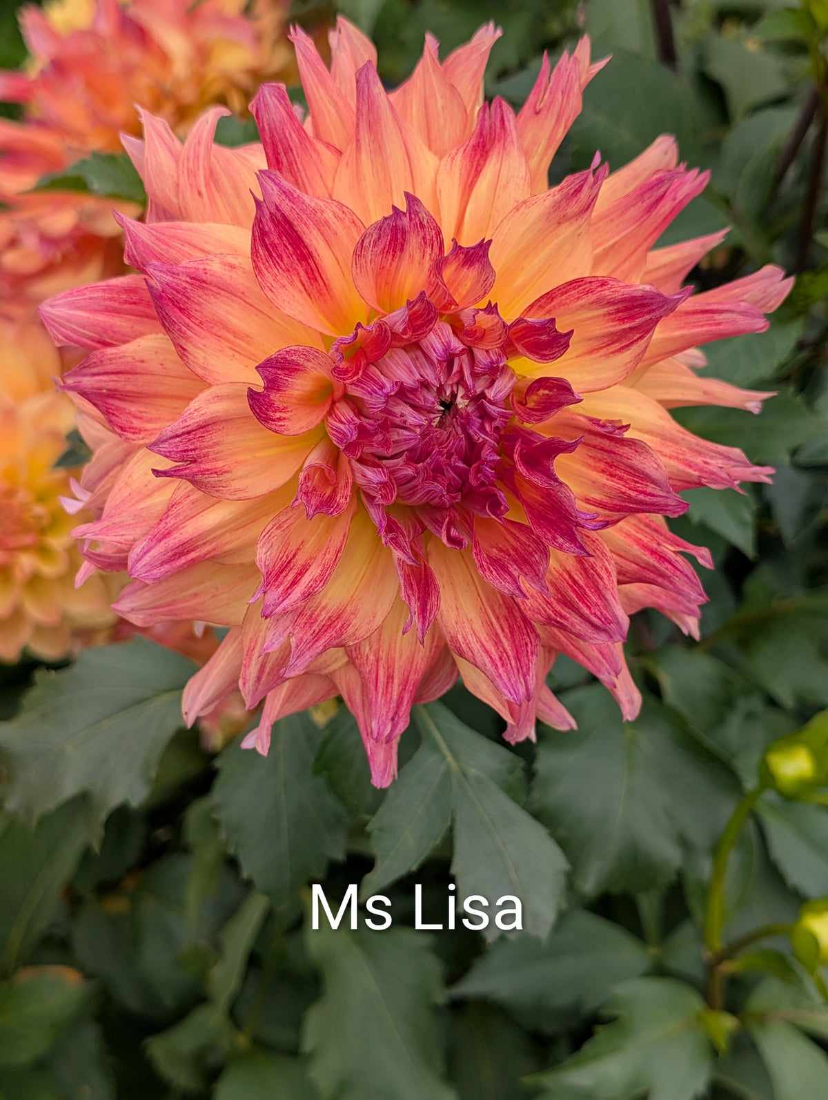 Ms Lisa dahlia tuber
