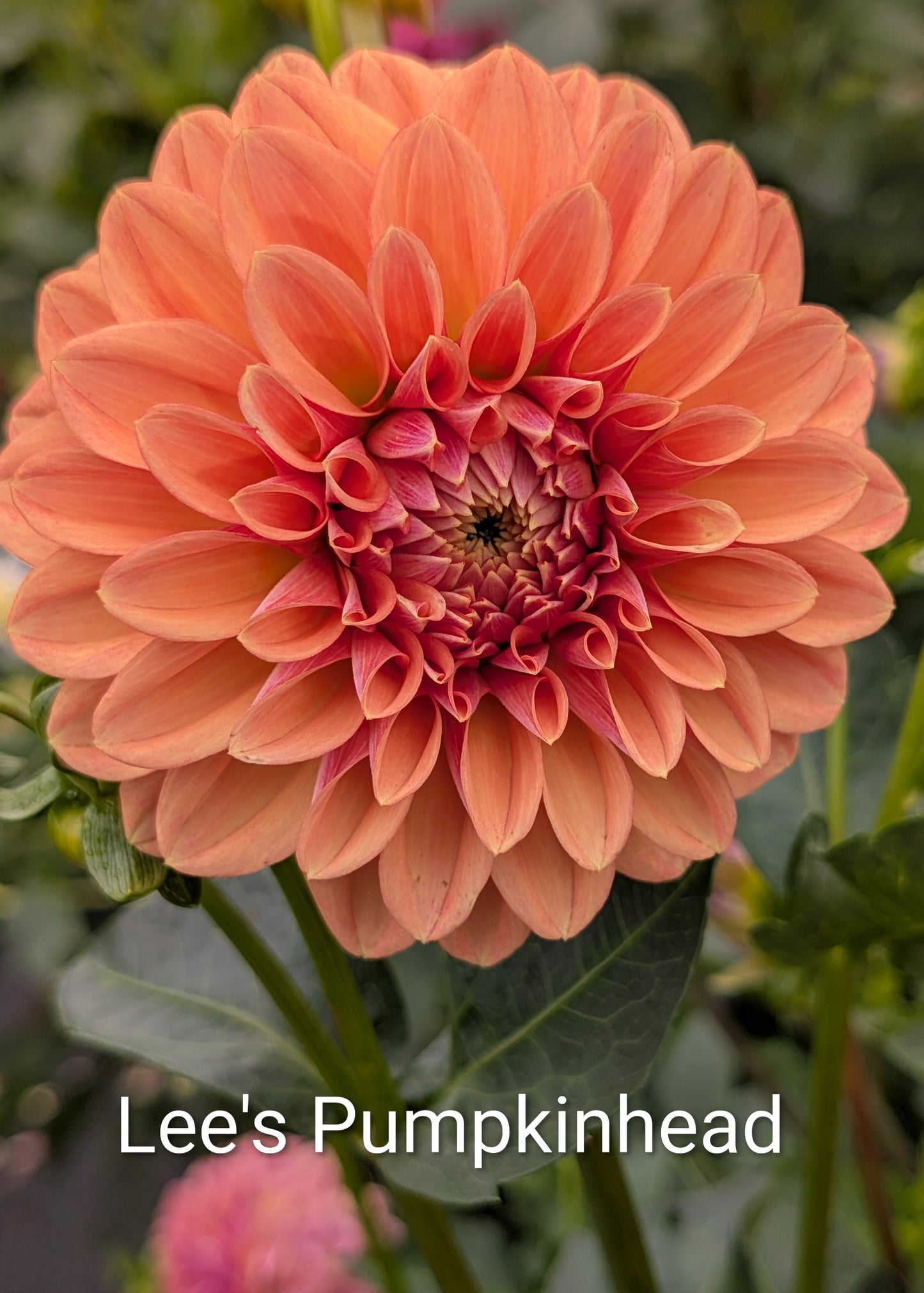 Lee's Pumpkinhead dahlia tuber