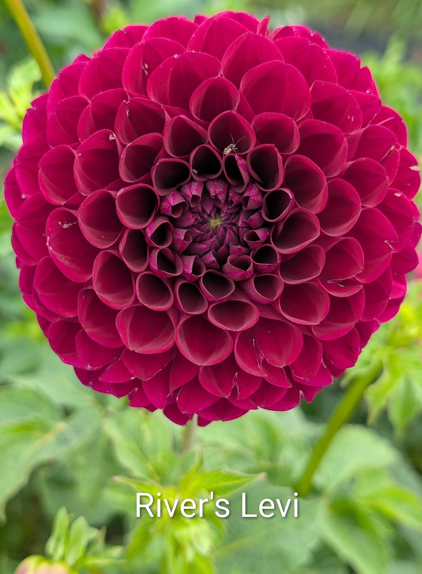 River's Levi dahlia tuber