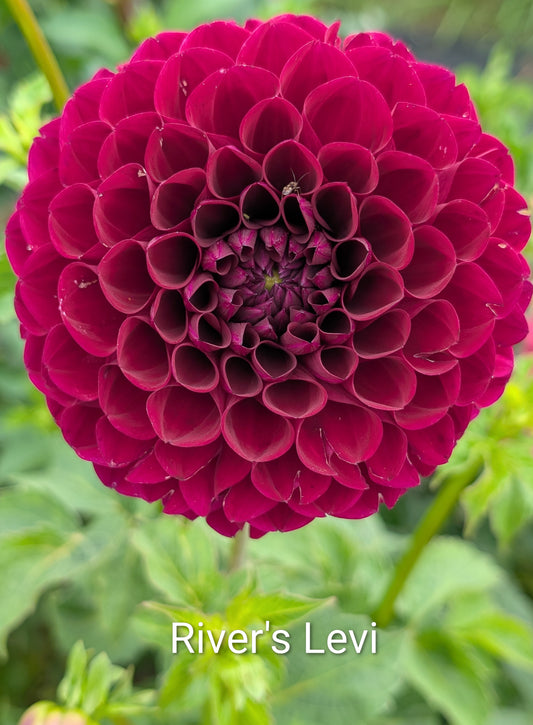 River's Levi dahlia tuber