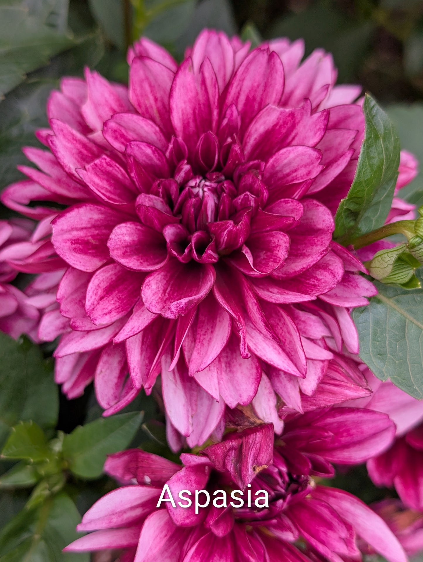 Aspasia dahlia tuber