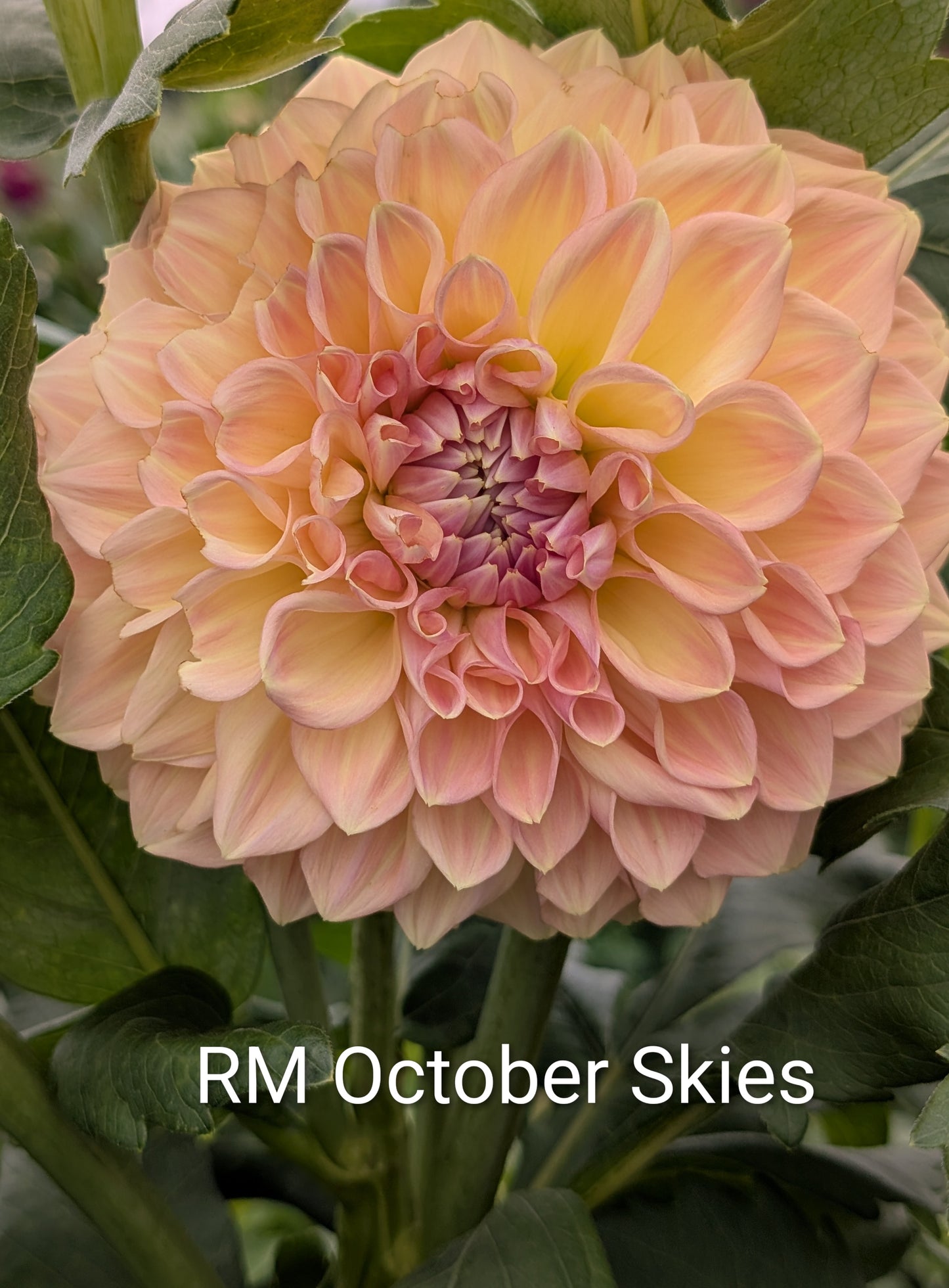 RM October Skies dahlia tuber