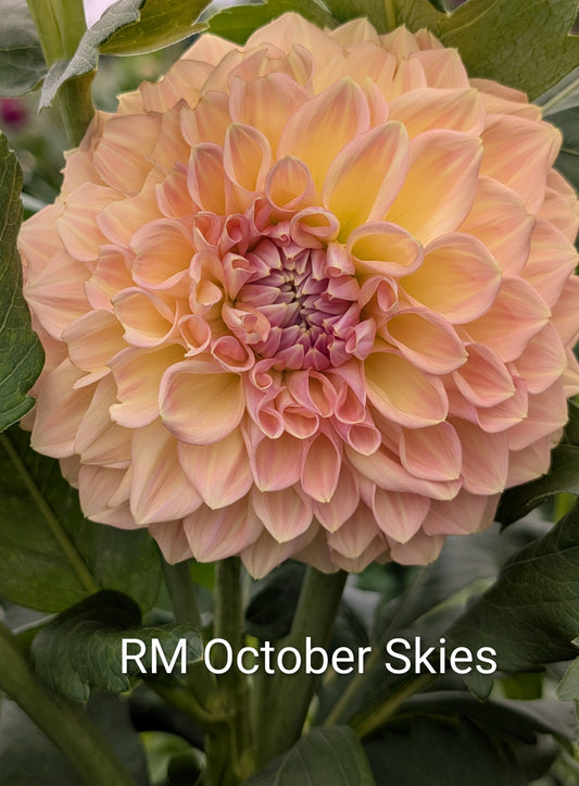 RM October Skies dahlia tuber