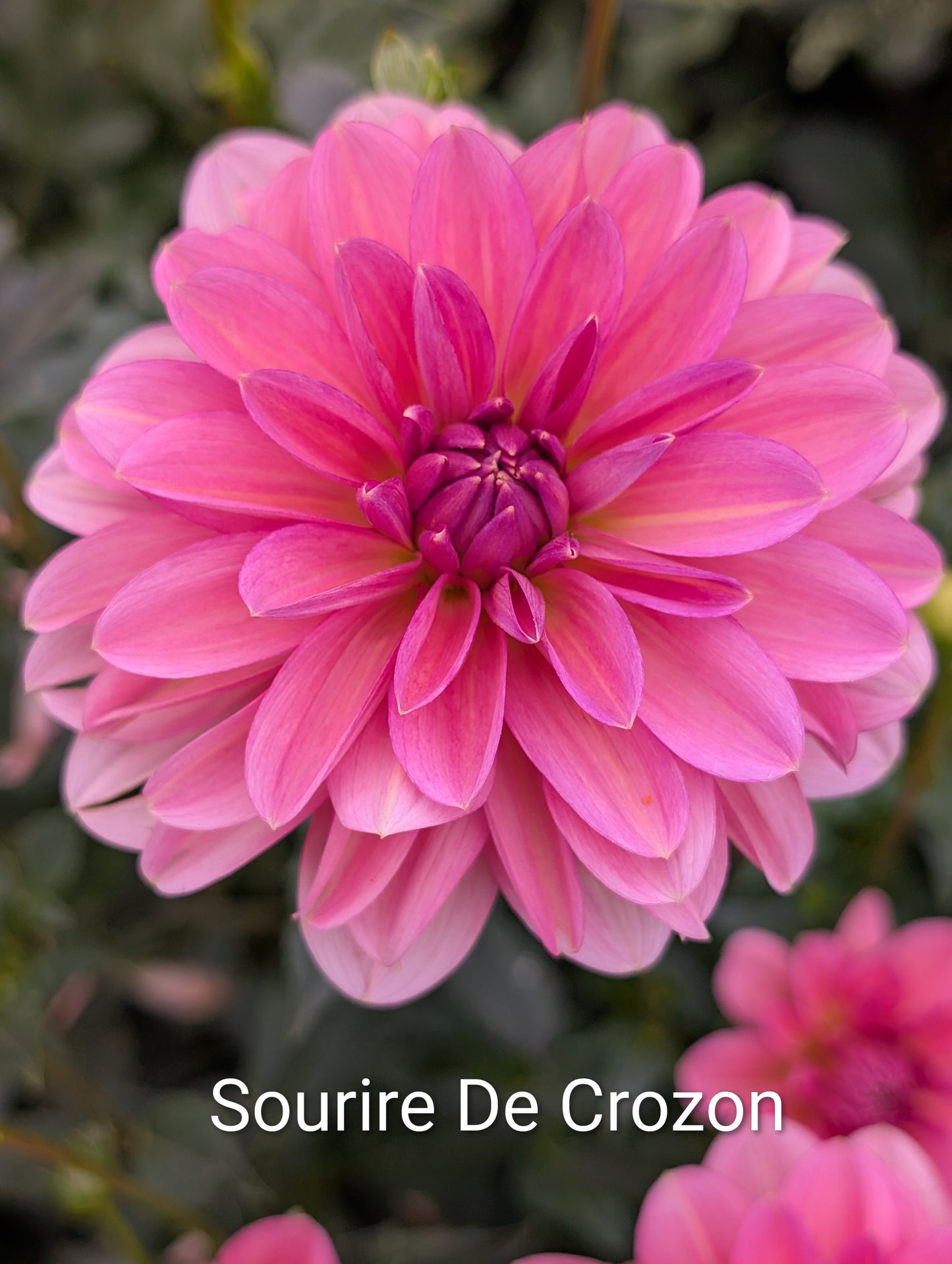 Sourire De Crozon dahlia tuber