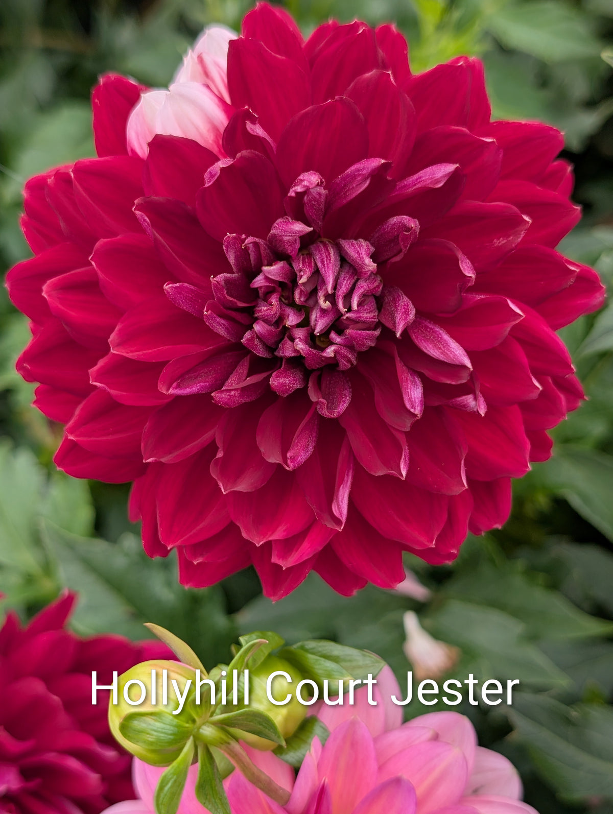 Hollyhill Court Jester dahlia tuber