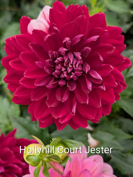 Hollyhill Court Jester dahlia tuber