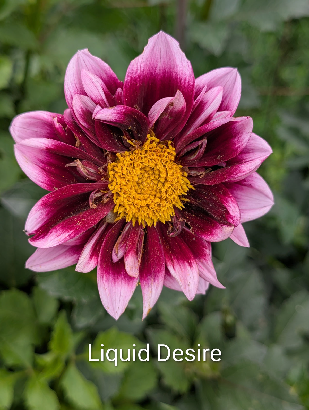 Liquid Desire dahlia tuber