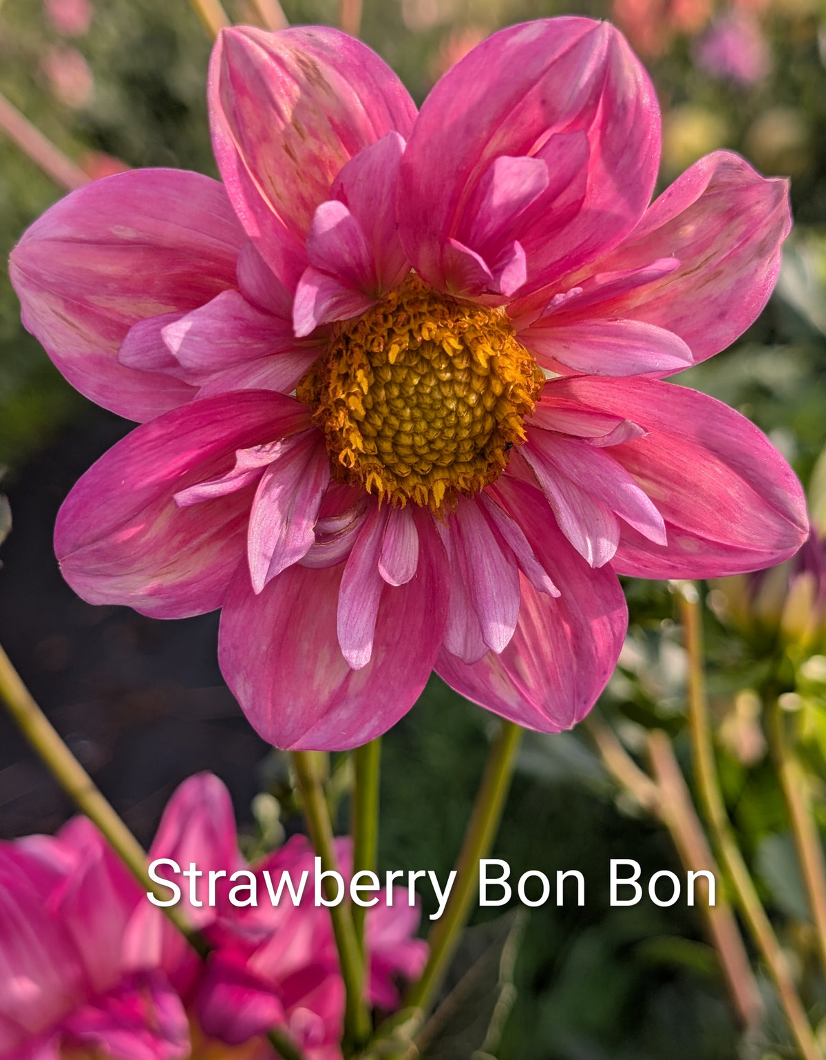 Strawberry Bon Bon dahlia tuber
