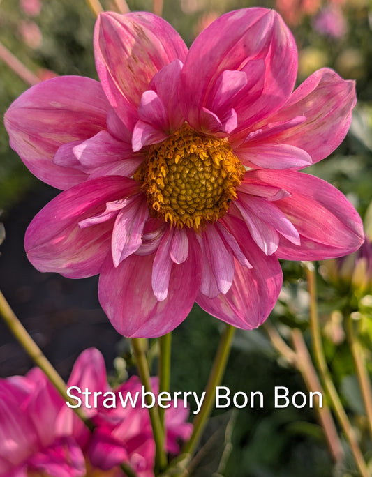 Strawberry Bon Bon dahlia tuber