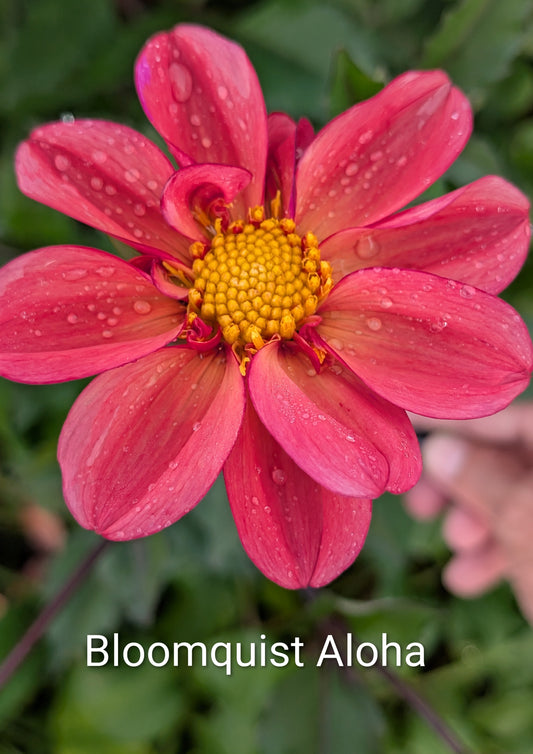 Bloomquist Aloha dahlia tuber