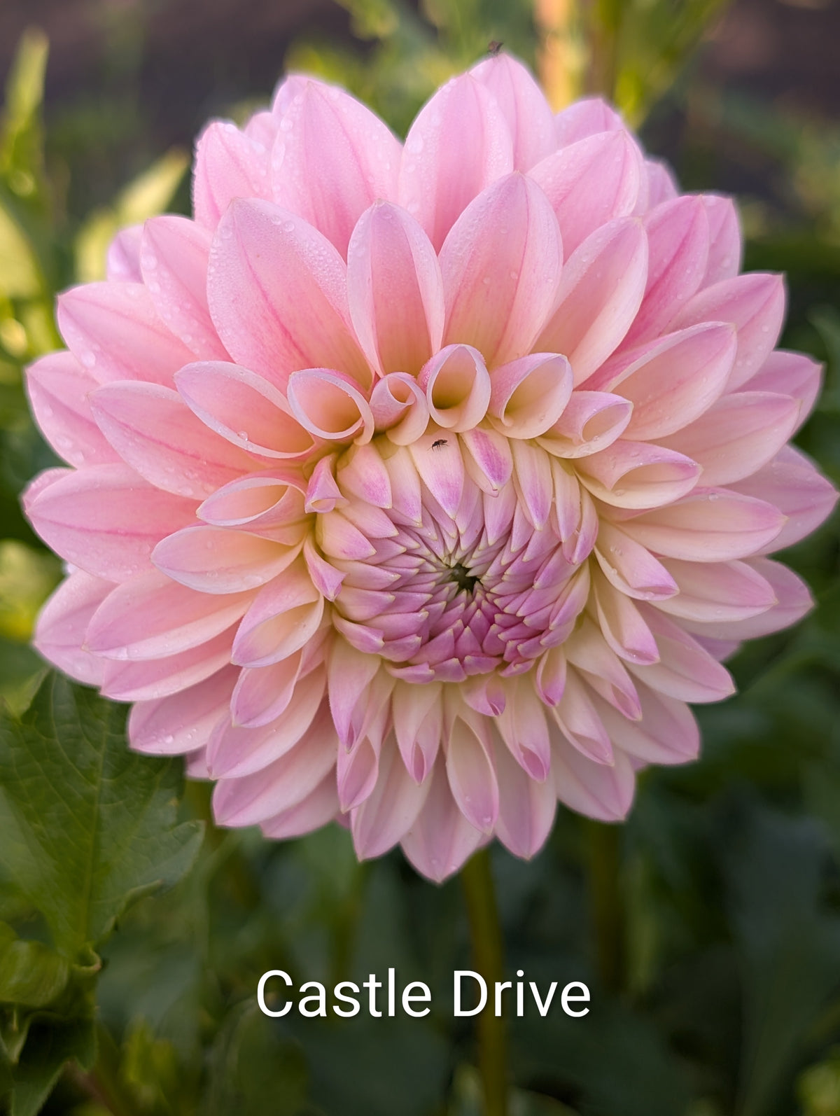 Castle Drive dahlia tuber