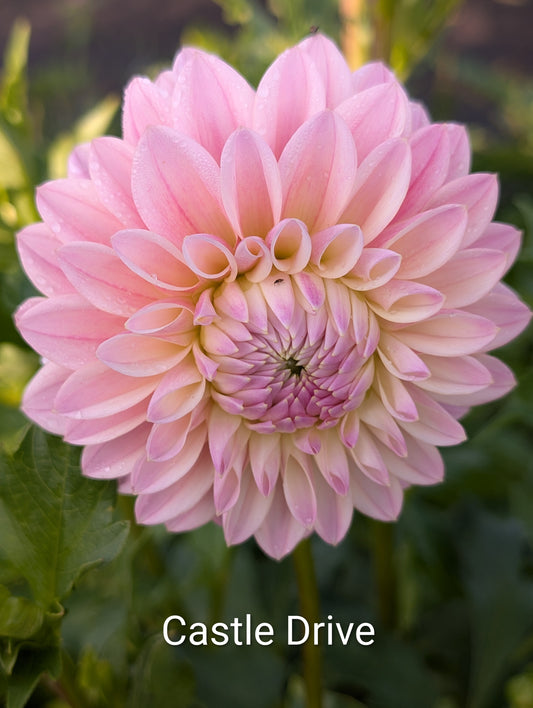 Castle Drive dahlia tuber