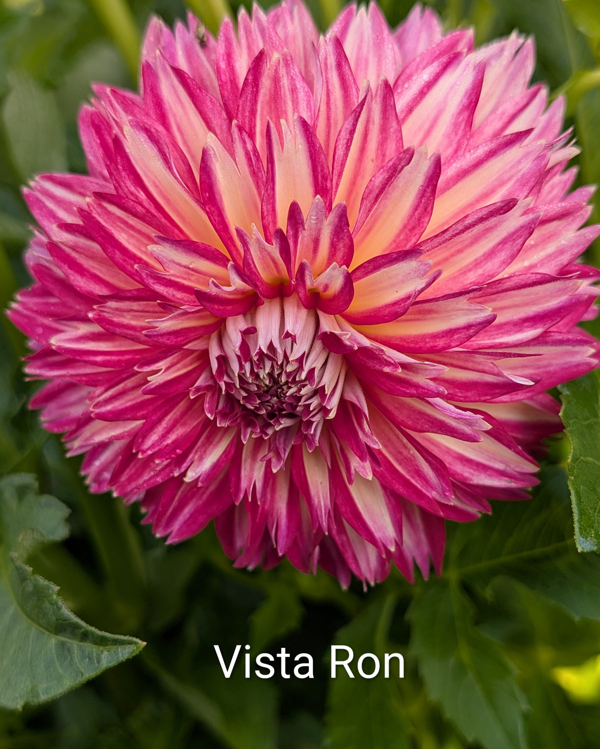 Vista Ron dahlia tuber