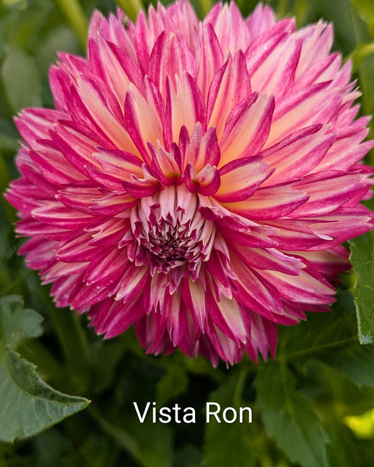 Vista Ron dahlia tuber