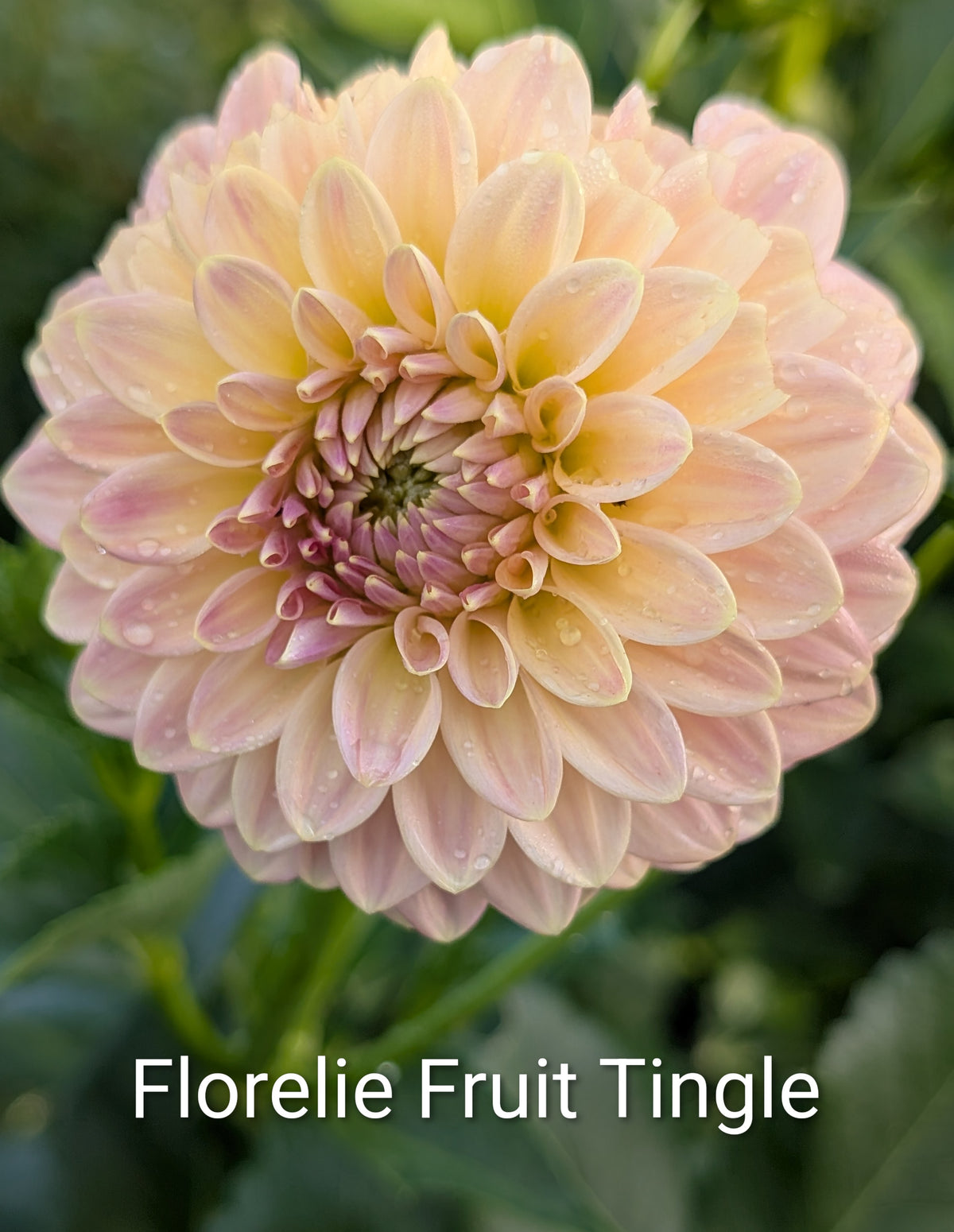 Florelie Fruit Tingle dahlia tuber