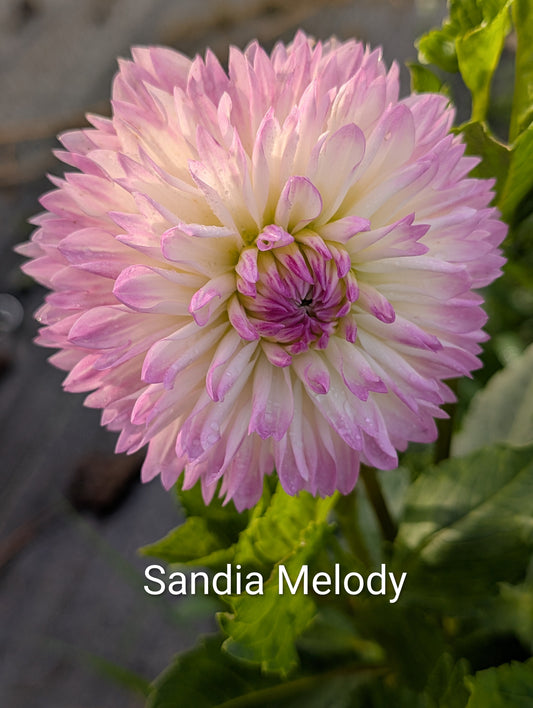 Sandia Melody dahlia tuber