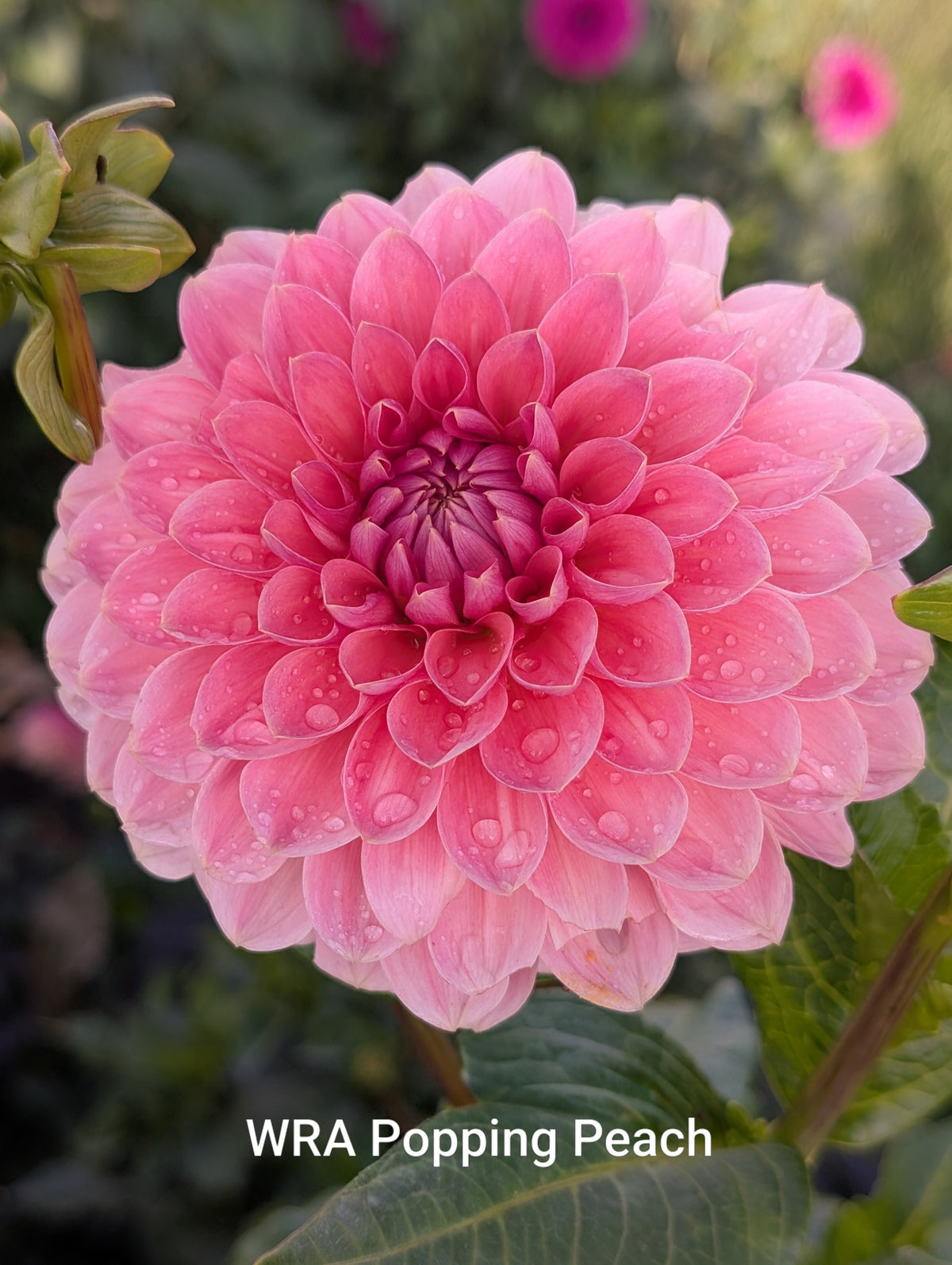 WRA Popping Peach dahlia tuber