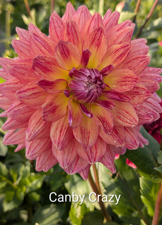 Canby Crazy dahlia tuber