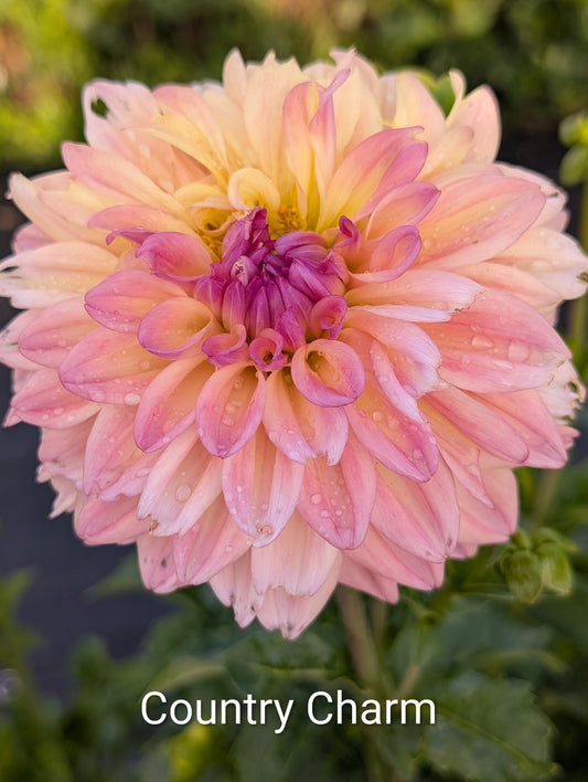 Country Charm dahlia tuber