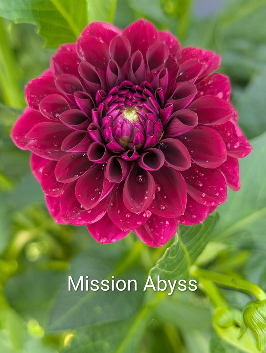 Mission Abyss dahlia tuber