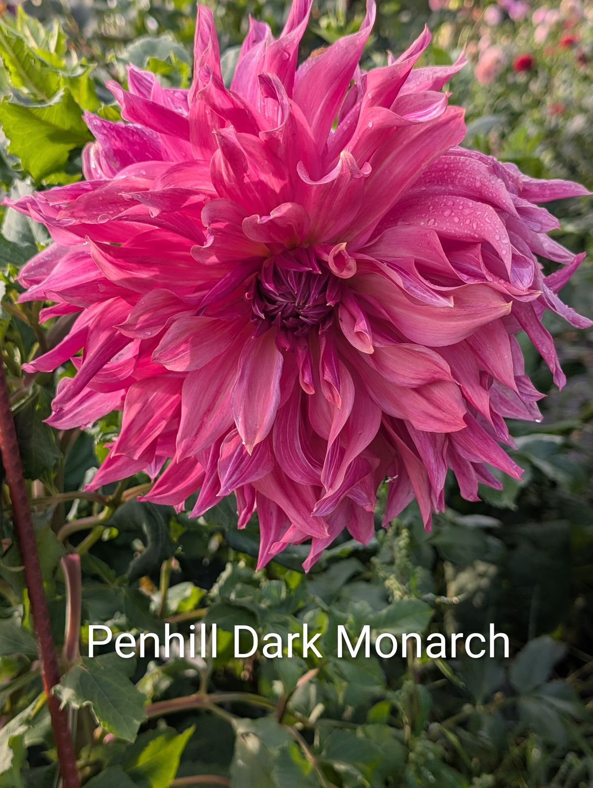 Penhill Dark Monarch dahlia tuber