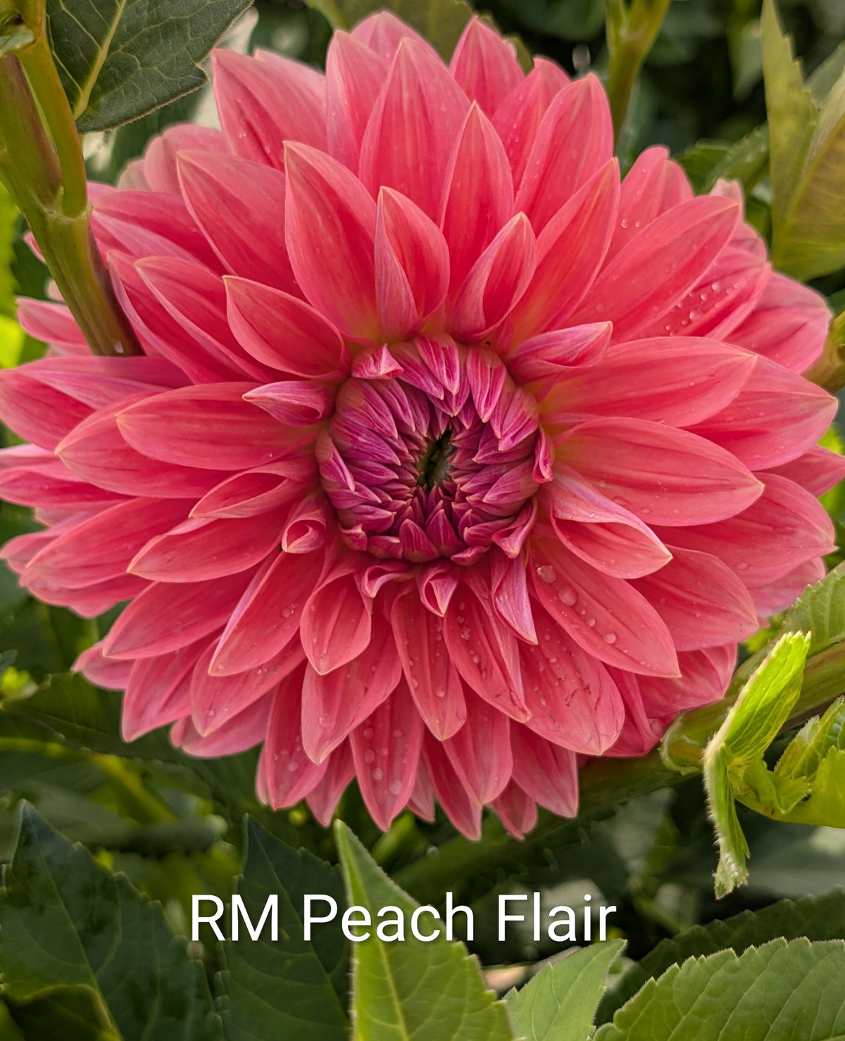 RM Peach Flair dahlia tuber