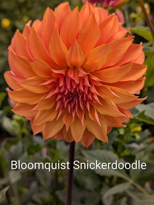 Bloomquist Snickerdoodle dahlia tuber