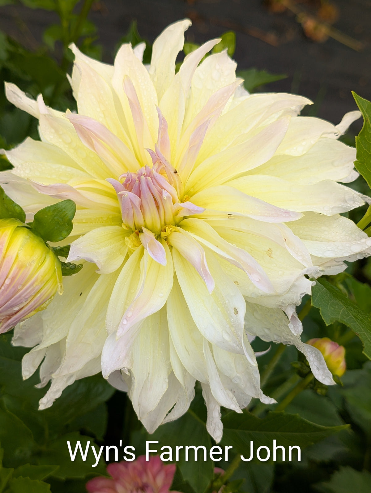 Wyn's Farmer John dahlia tuber