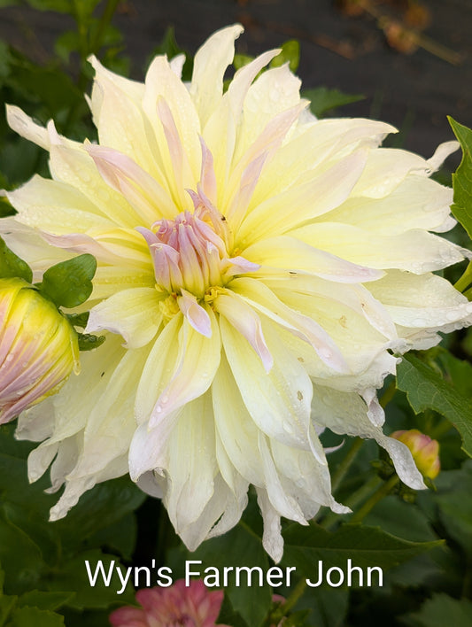 Wyn's Farmer John dahlia tuber