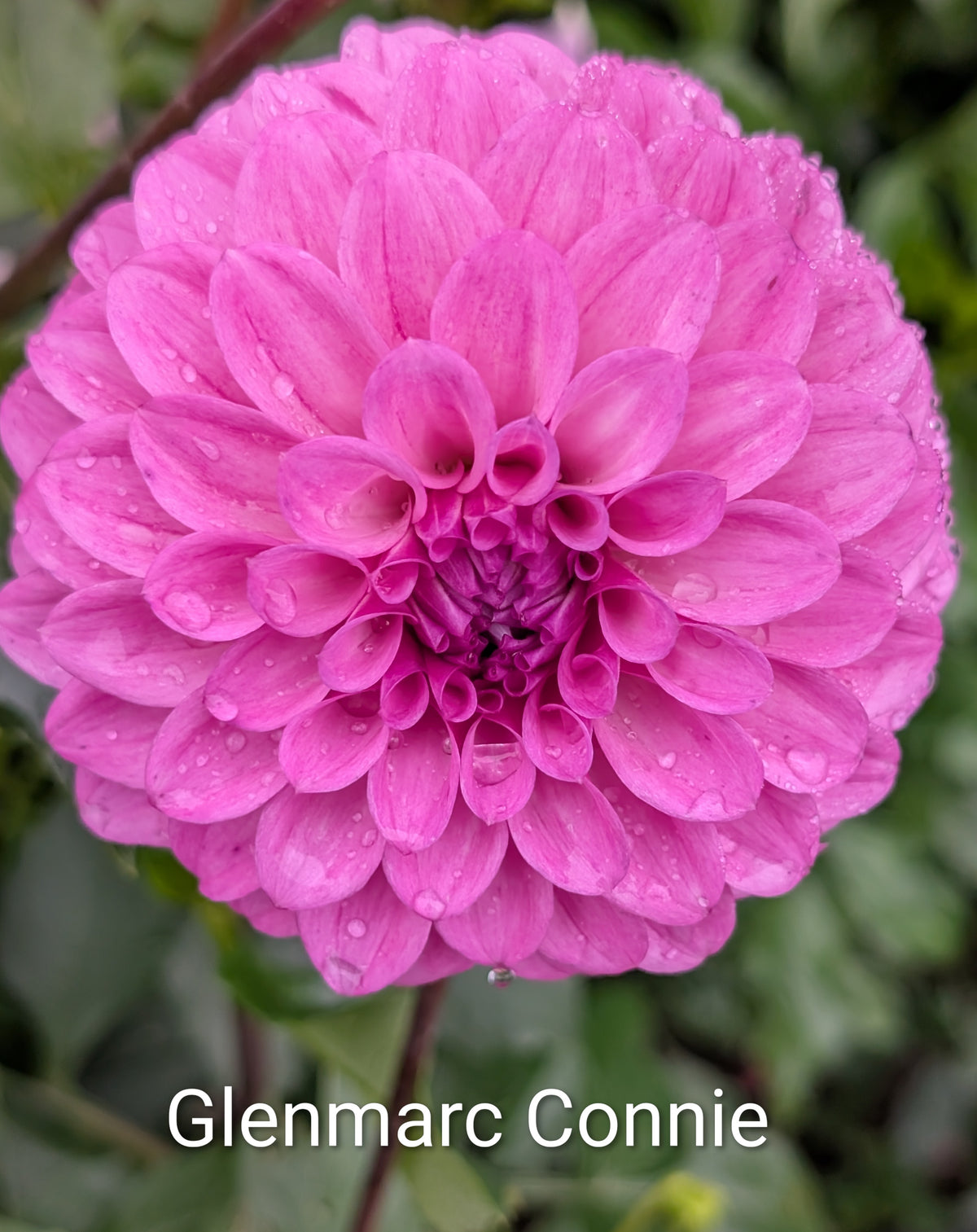 Glenmarc Connie dahlia tuber