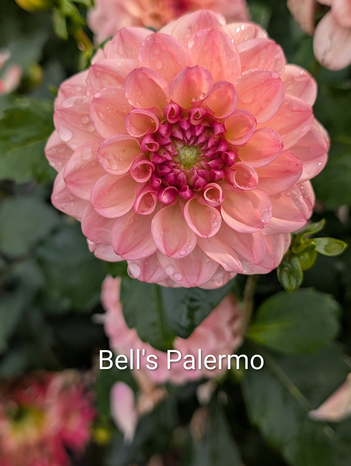 Bell's Palermo dahlia tuber