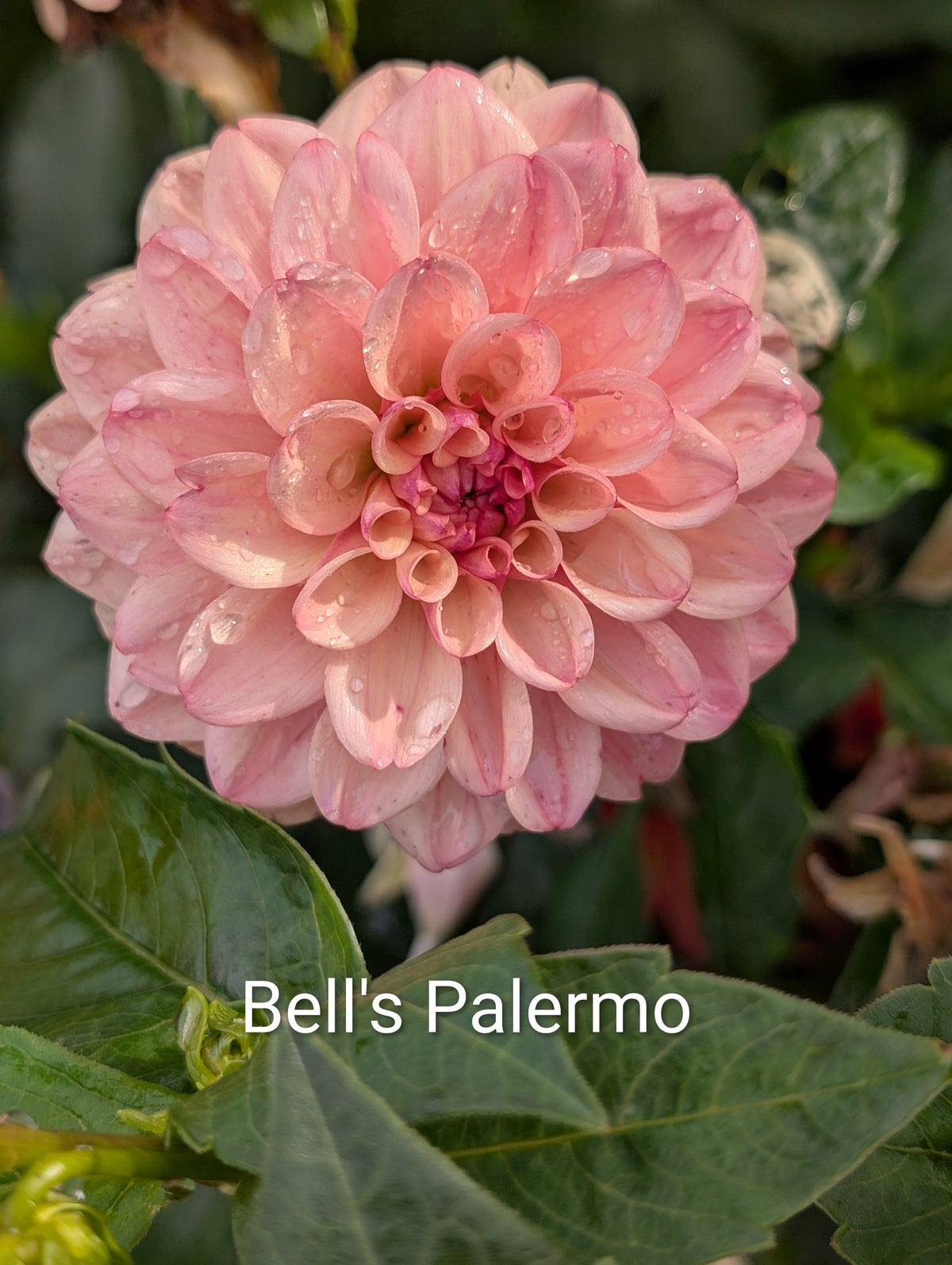 Bell's Palermo dahlia tuber